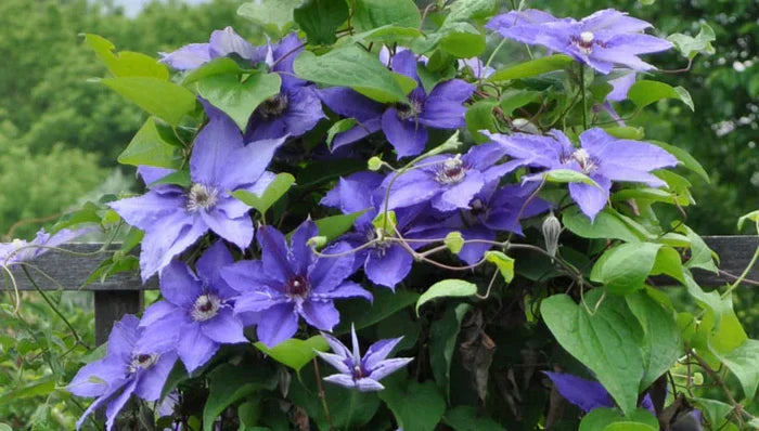 How to Grow Clematis