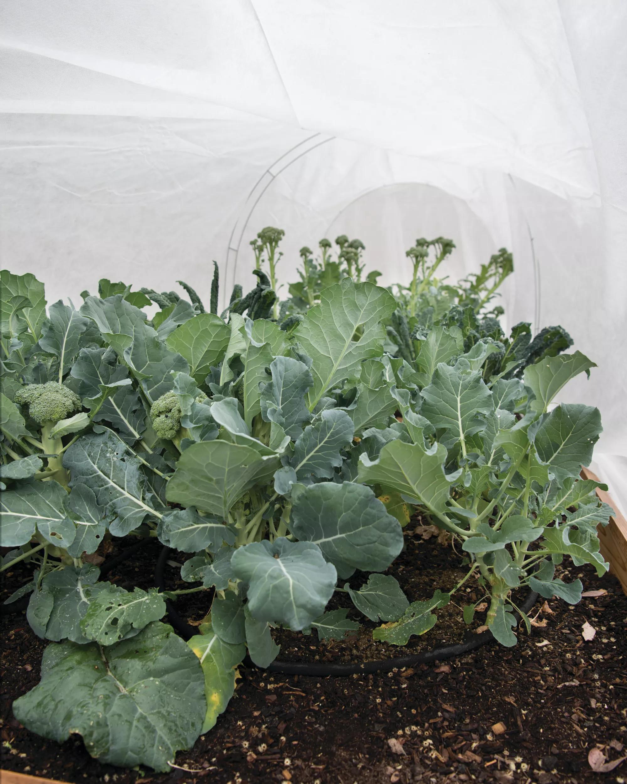 All-Purpose Garden Fabric