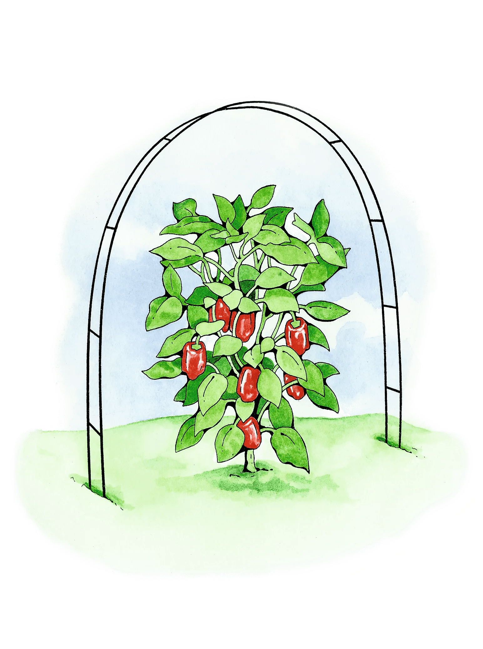 Super Hoops, Set of 6