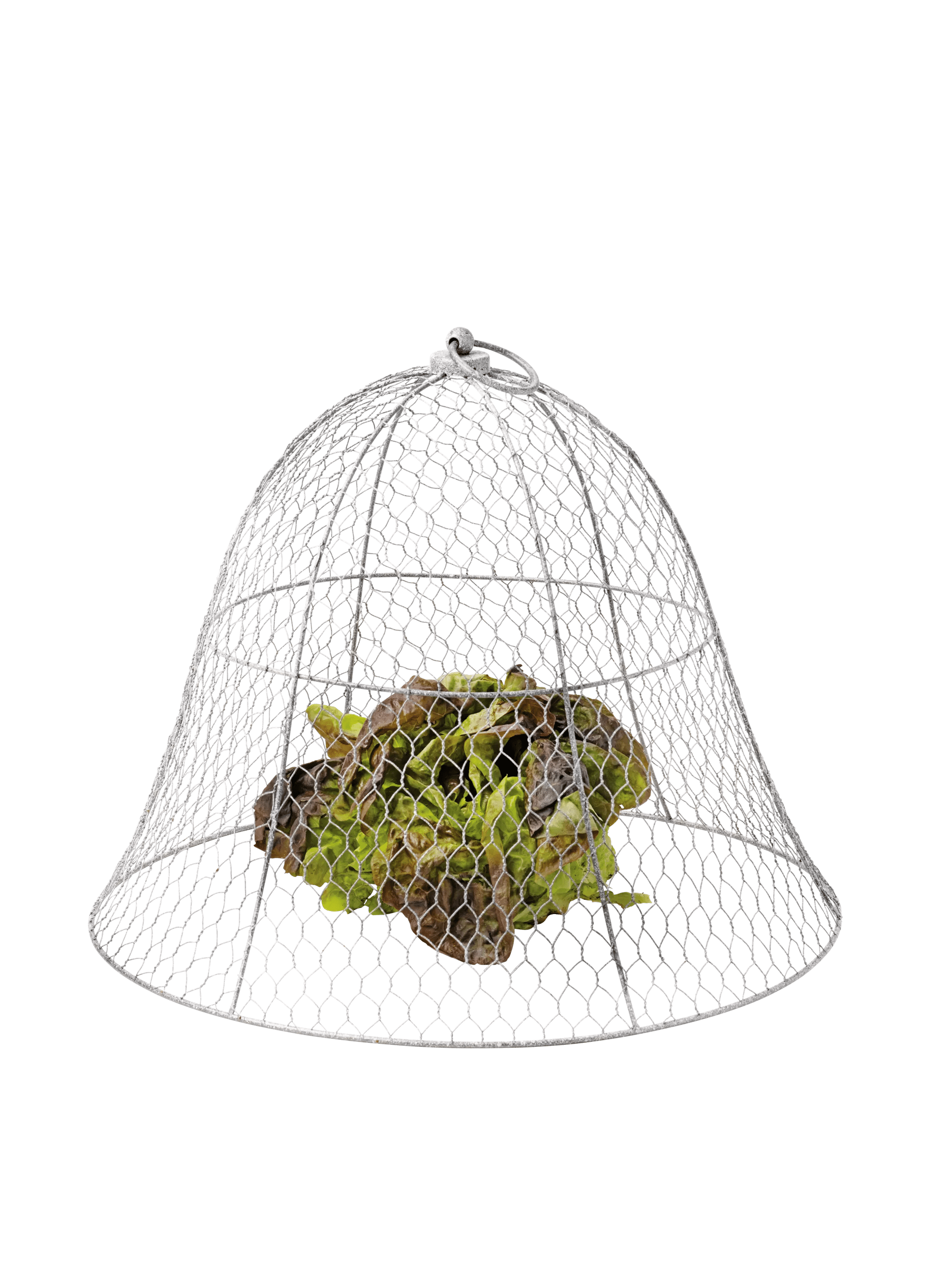Chicken Wire Cloche
