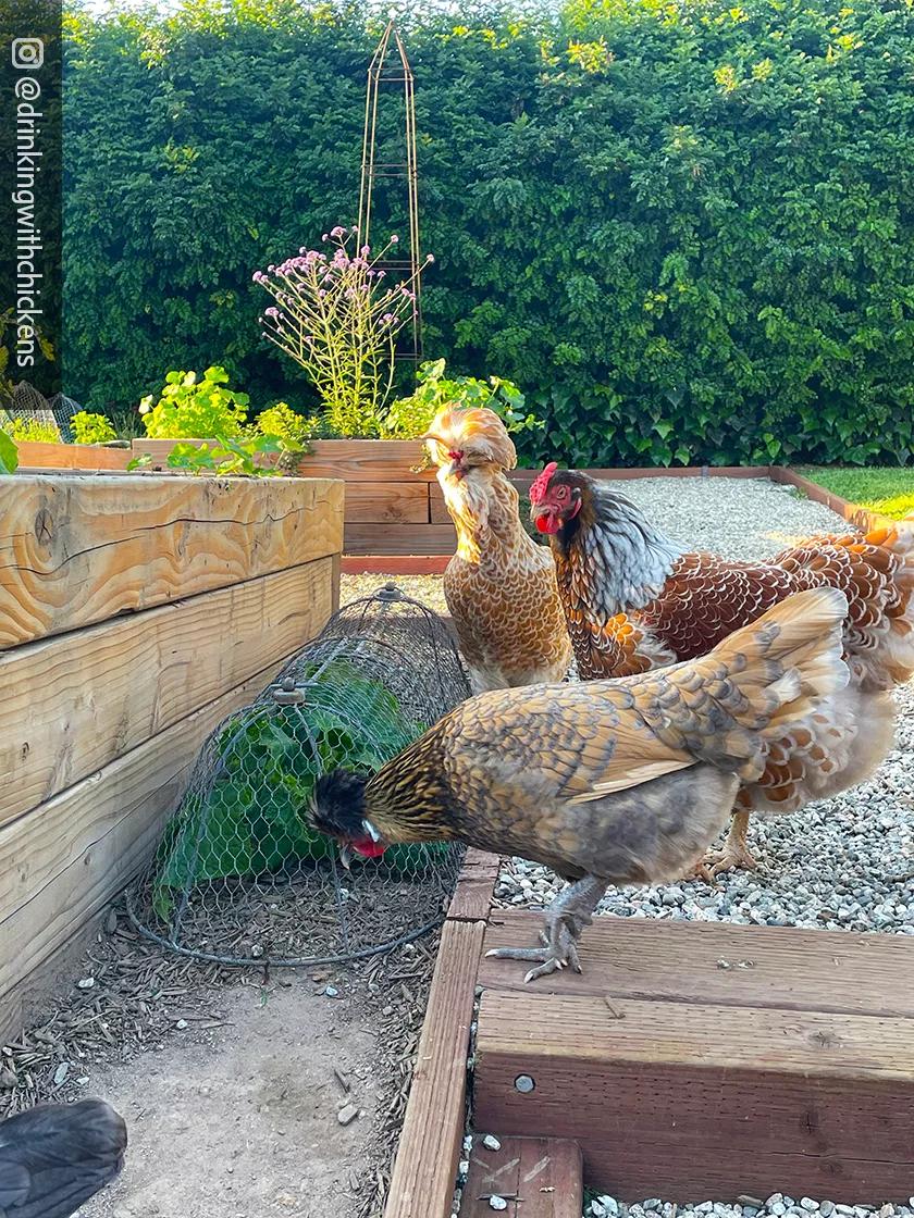 3-in-1 Chicken Wire Cloche