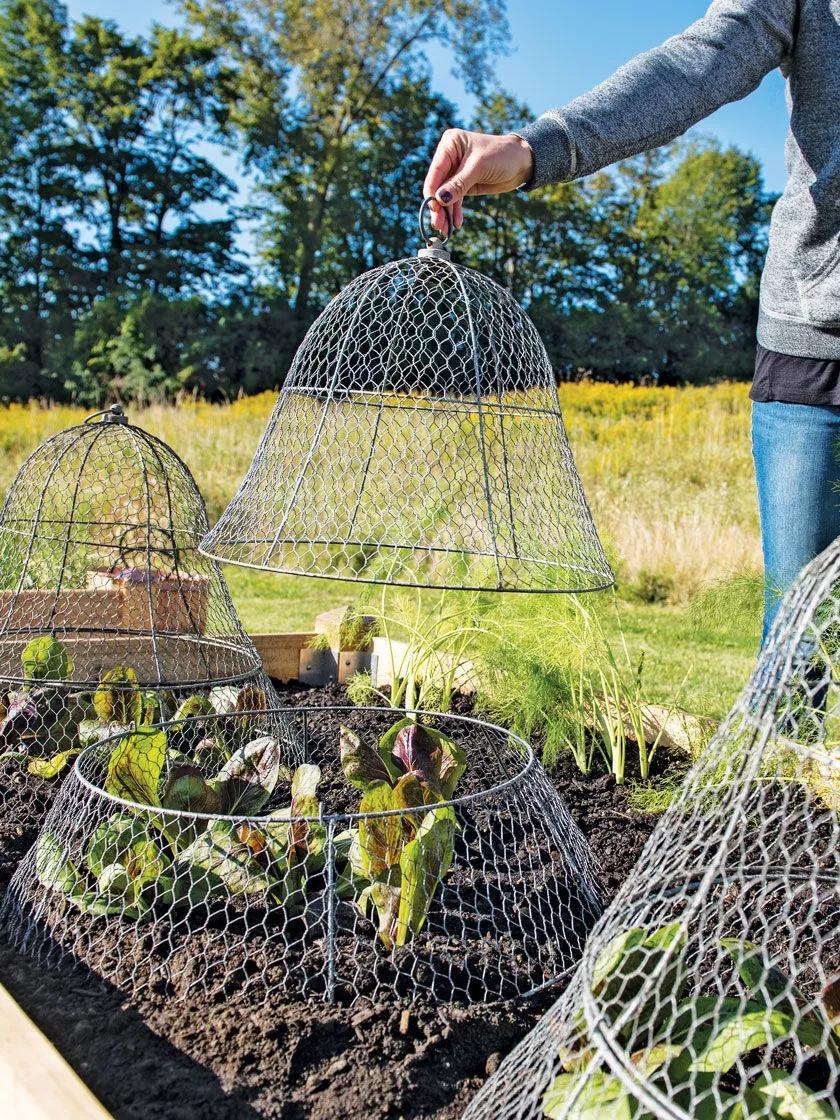 Chicken Wire Cloche with Extension