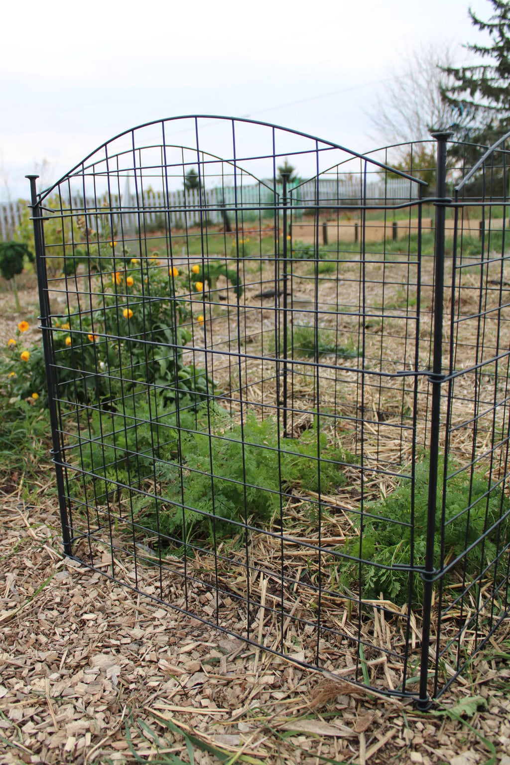 4 Panel Critter Fence