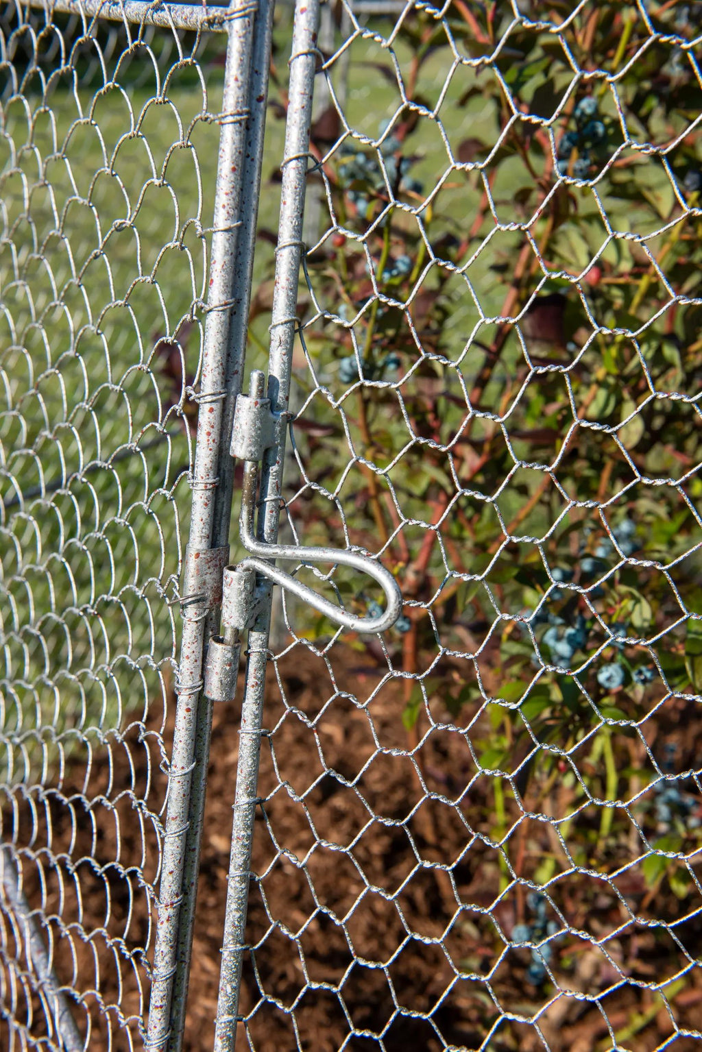 Chicken Wire Super Dome