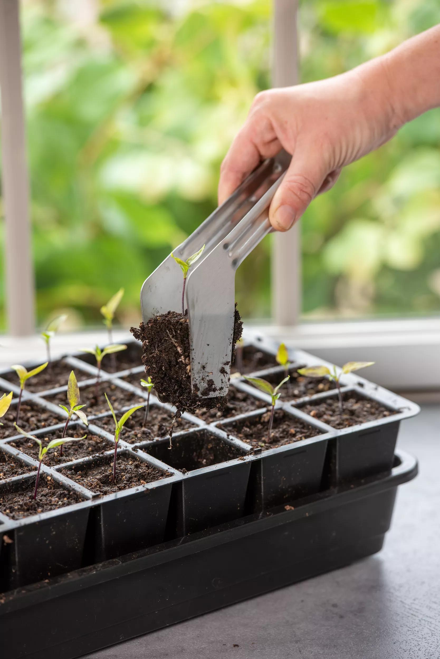 Seedling Transplant Tongs