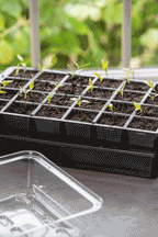 Seedling Transplant Tongs