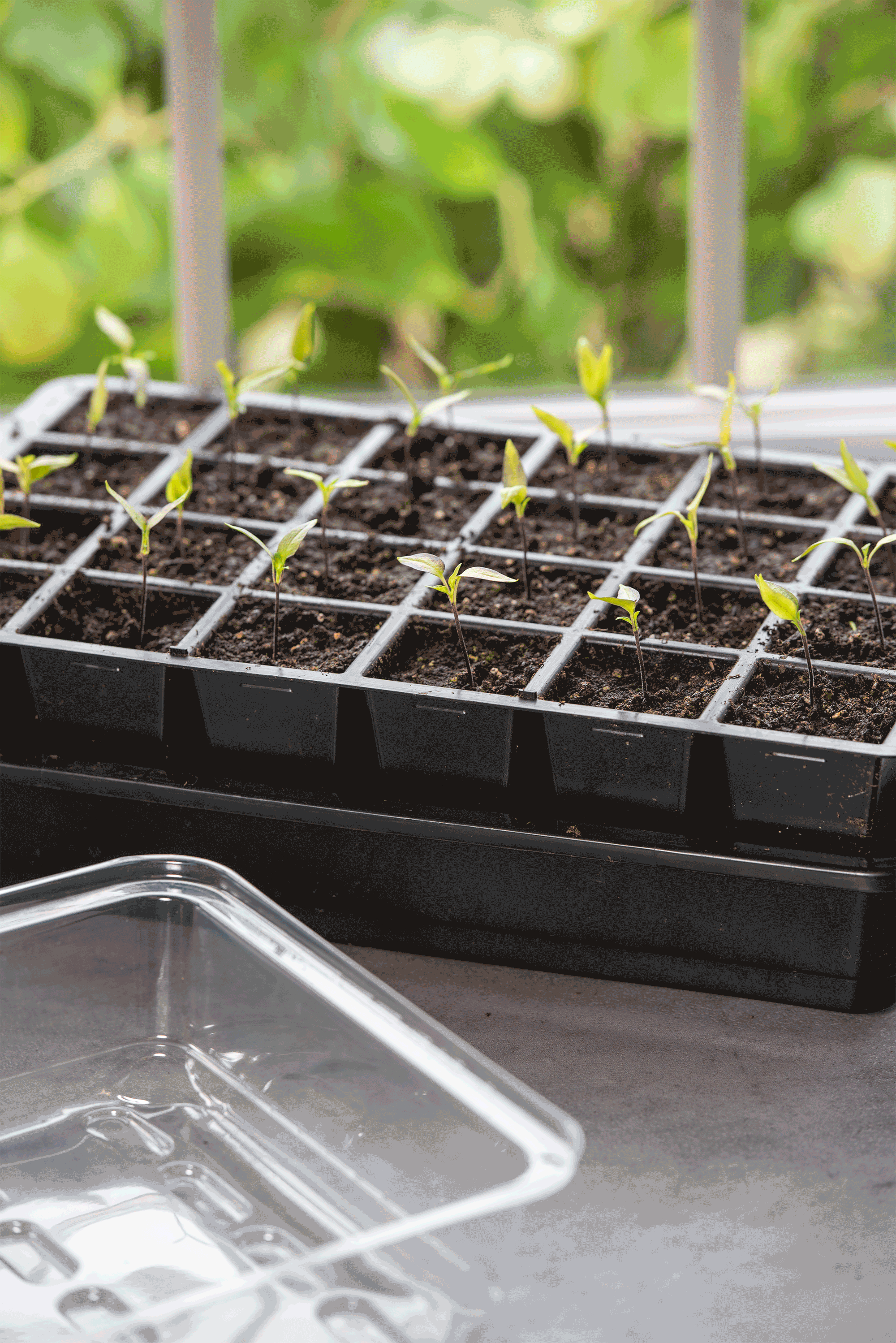 Seedling Transplant Tongs
