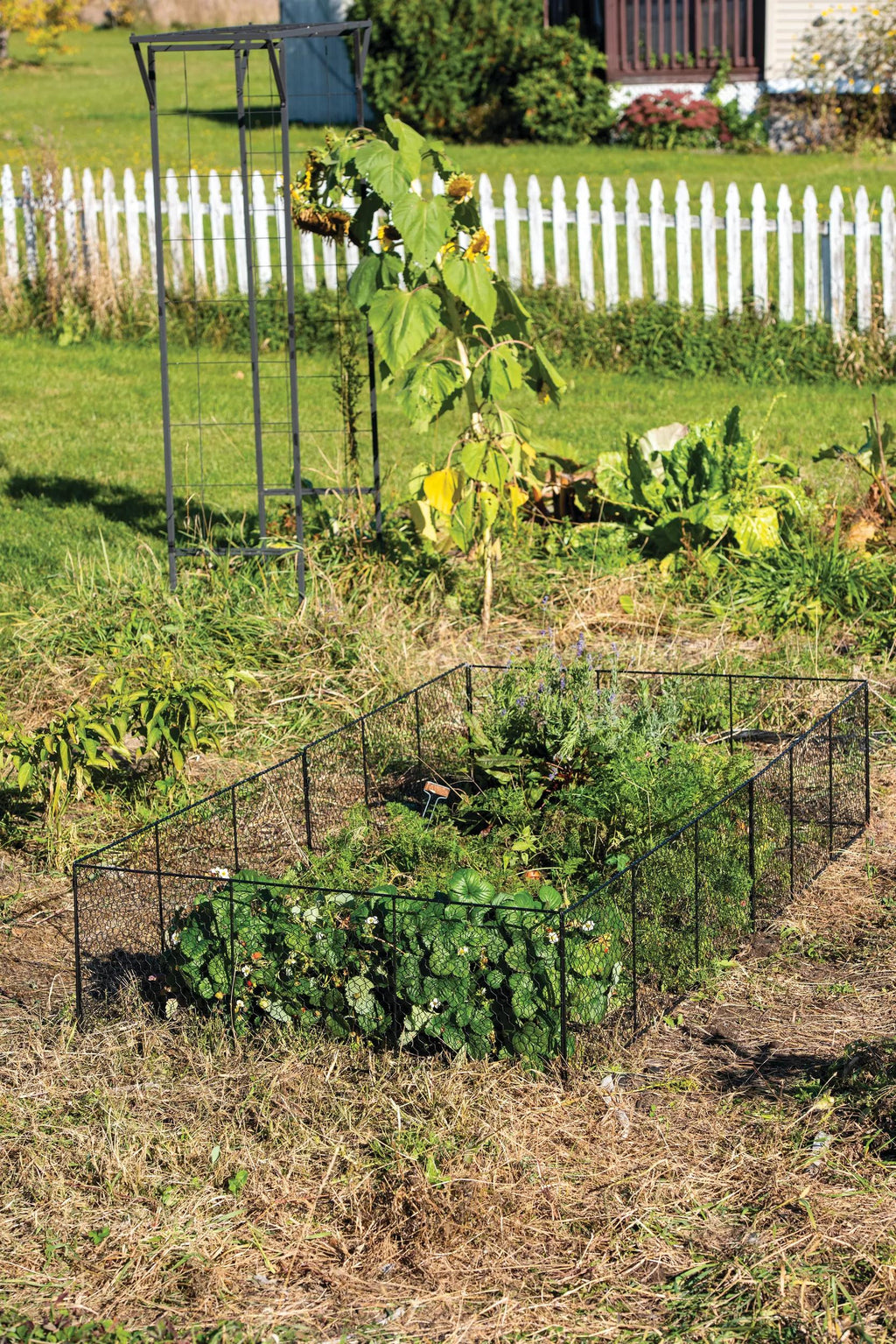Chicken Wire Critter Fence, 16" High