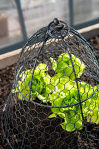 Chicken Wire Cloche